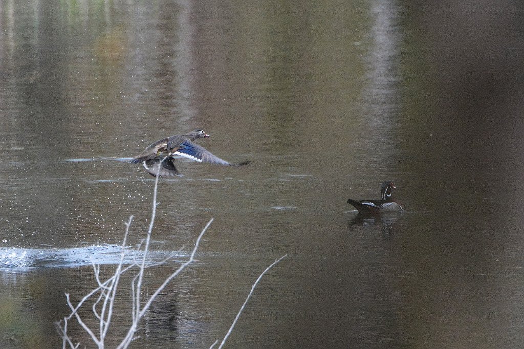 Duck, Wood, 2016-05067373 Broad Meadow Brook, MA.JPG - Wood Duck. Broad Meadow Brook Wildlife Sanctuary, MA, 5-6-2016